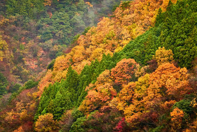 Scenic view of mountain landscape with fall color