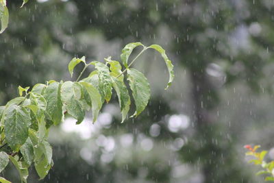 Close-up of wet plant leaves during rainy season