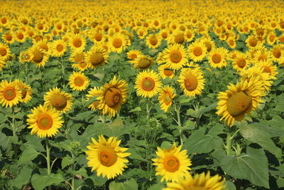High angle view of sunflowers on field