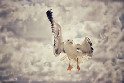 Low angle view of seagulls flying against sky