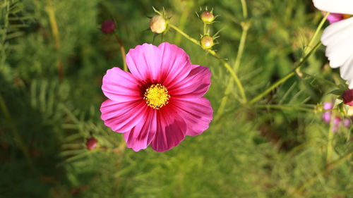 Close-up of pink cosmos flower