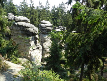 Trees growing on rock