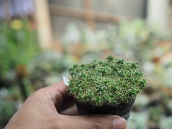 Close-up of hand holding plant