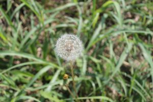 Close-up of dandelion growing in field