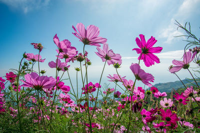 Close-up of pink flowering plants on field