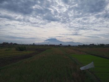 Scenic view of agricultural field against sky