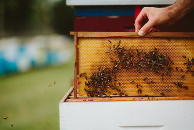 Beekeeper working over beehive at farm