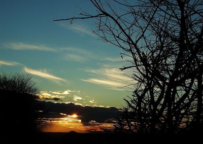 Silhouette trees against sky during sunset