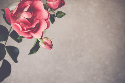 Close-up of roses blooming in park