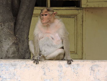 Monkey sitting outdoors