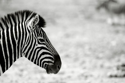 Close-up of zebra