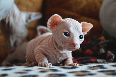 Close-up of pink baby sphynx kitten