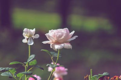 Close-up of pink rose