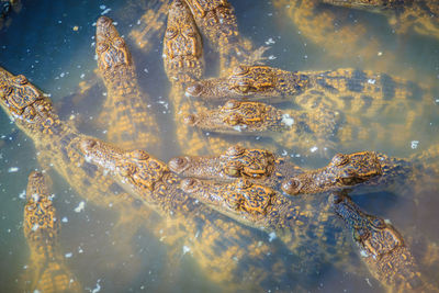 Close-up of jellyfish swimming in sea