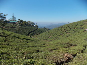 Tea farming in munnar hill station kerala scenic view of agricultural field against clear sky