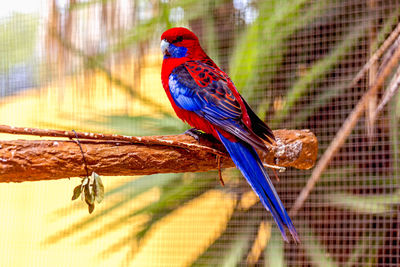 Close-up of parrot perching on wood