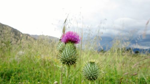 Close-up of thistle blooming on field against sky