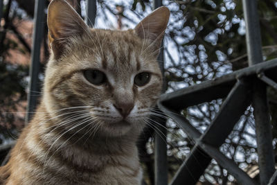 Close-up portrait of cat