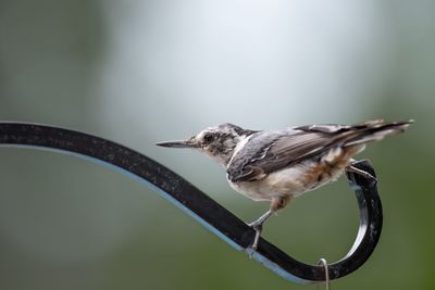 Close-up of bird perching on a branch