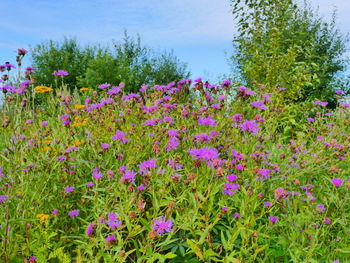 Close-up of purple flowering plants on field