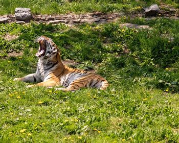 Cat relaxing on grass