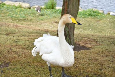 White duck on a land