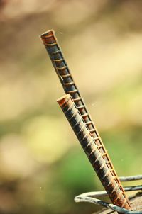 Close-up of insect against sky