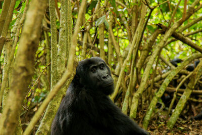 Gorilla family life in the jungle