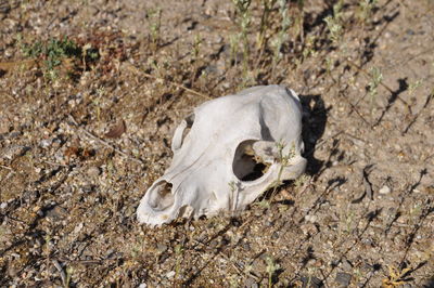 High angle view of animal skull on field