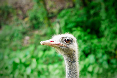 Close-up portrait of bird against blurred background