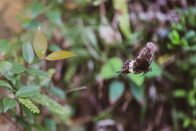 Close-up of butterfly pollinating flower