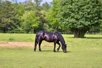 Horse in a field