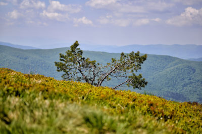 Plants growing on land against sky