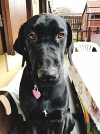 Portrait of black dog relaxing at home