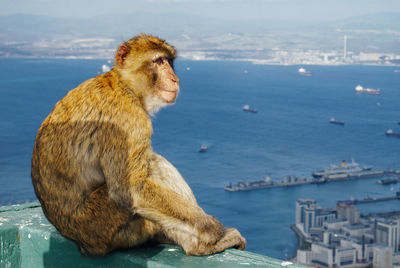 Monkey sitting on top of wall overlooking ships and buildings