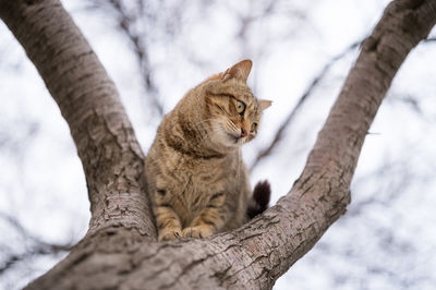 Low angle view of cat sitting on tree against sky