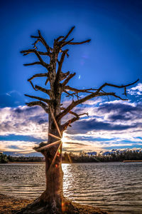 Tree by sea against sky during sunset