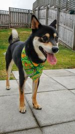 Portrait of dog standing on footpath