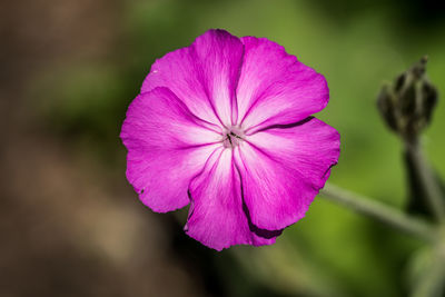 Close-up of flower blooming outdoors