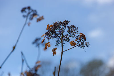 Low angle view of flower tree against sky