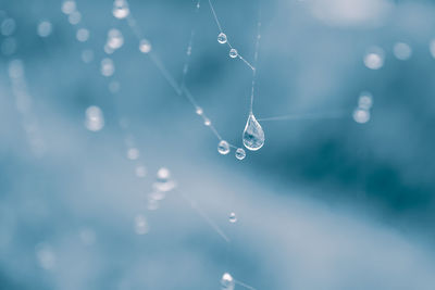 Close-up of spider on web