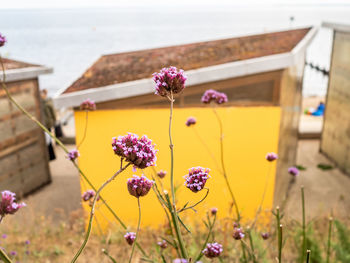 Purple verbena in front of yellow beach hut, shoeburyness