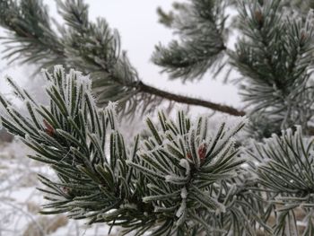 Close-up of frozen tree