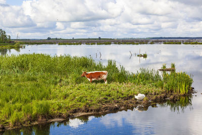 Cow on a wet meadow by a lake