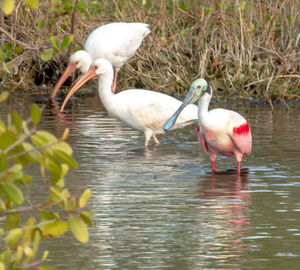 View of birds in lake