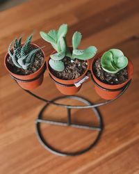 High angle view of potted plants on table