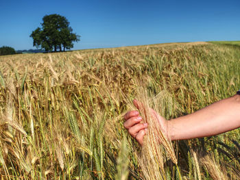 Midsection of person holding wheat on field