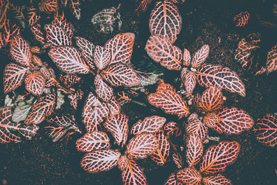 Full frame shot of succulent plant