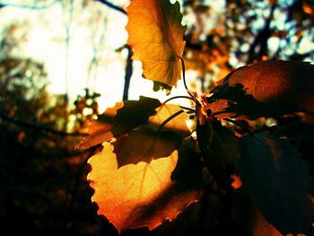 Close-up of leaves on tree trunk