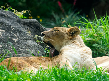 Lioness resting in a grass